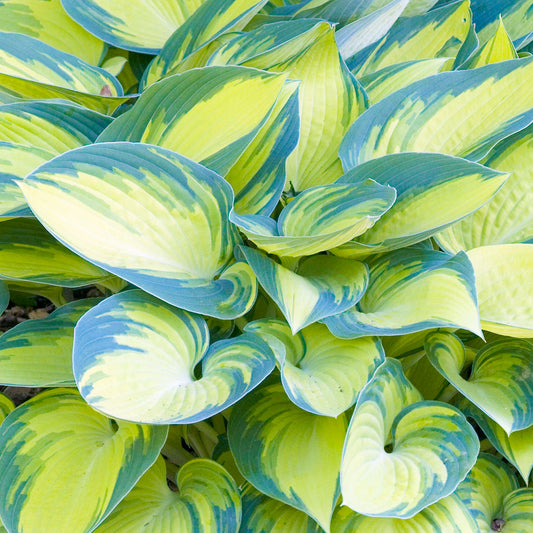 Hosta 'June'