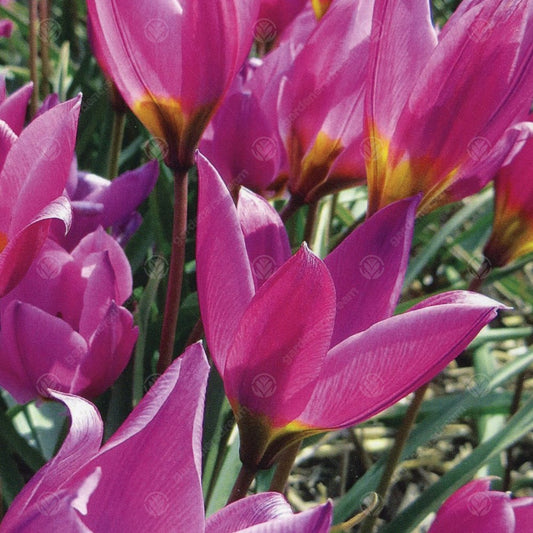 Tulip humilis 'Helene'