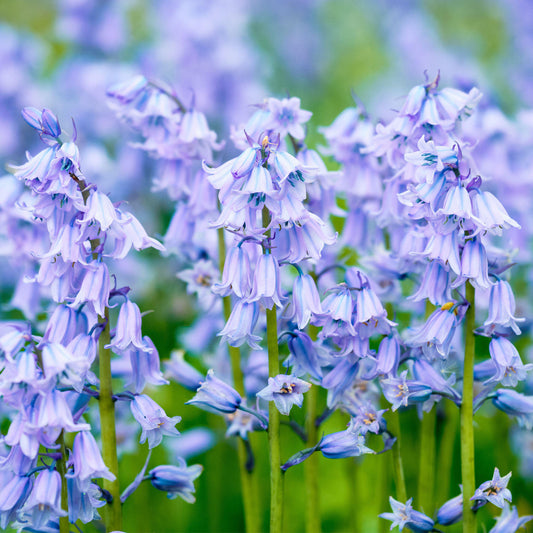 Hyacinthoides hispanica