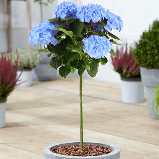 Hydrangea macrophylla Patio Tree Collection