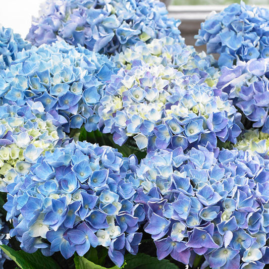 Blue Hydrangea