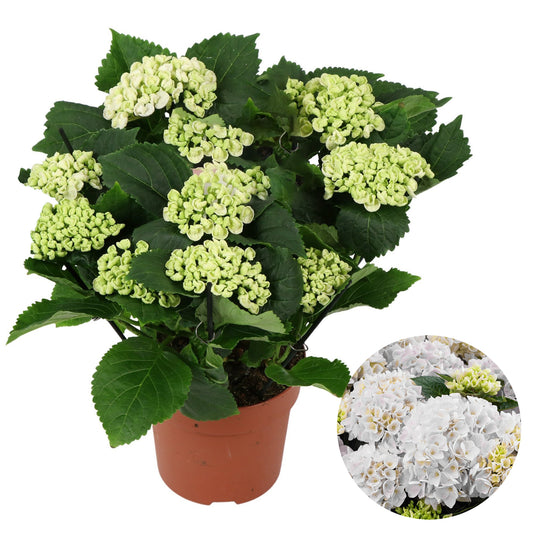 White Hydrangea Shrub