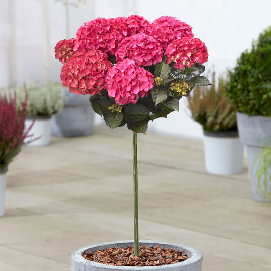 Hydrangea 'Dark Angel' Patio Tree