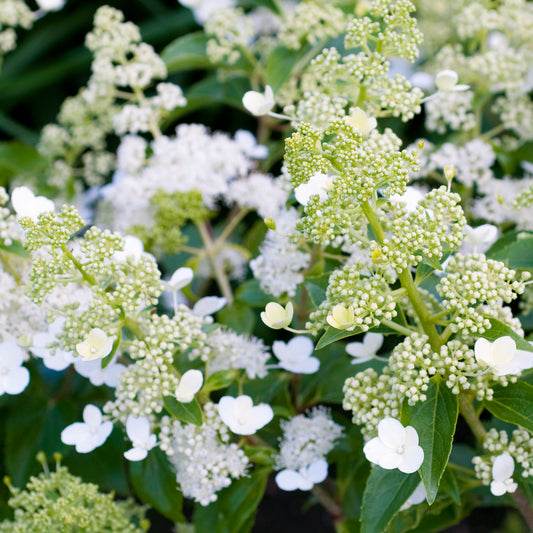 Hydrangea 'Kyushu'