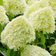 Hydrangea 'Limelight'