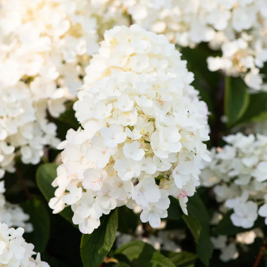 Hydrangea 'Living Little Blossom'