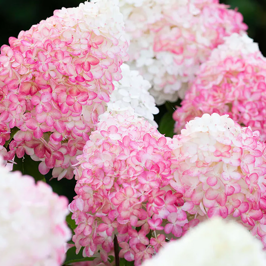 Hydrangea 'Pink and Rose'