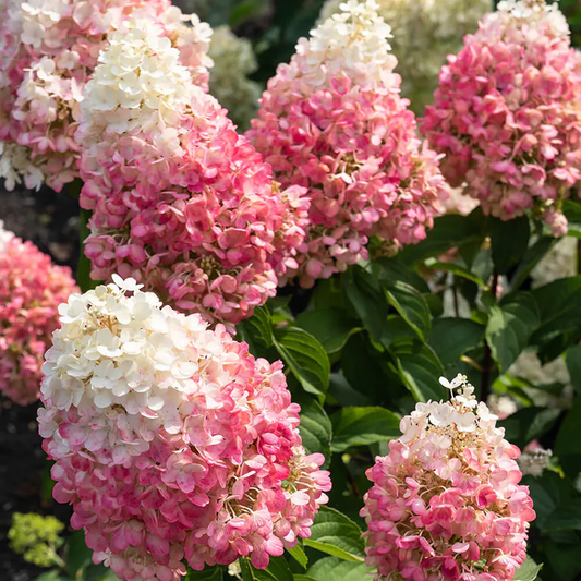 Hydrangea 'Living Pinky Promise'