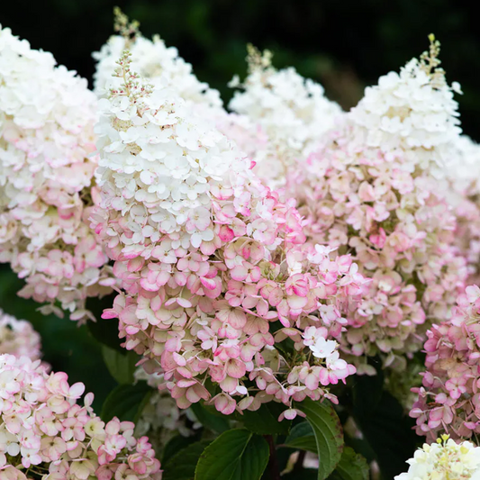 Hydrangea 'Living Strawberry Blossom'