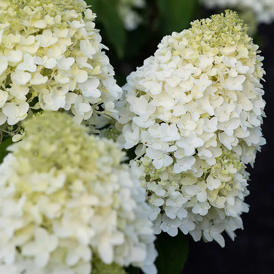 Hydrangea 'Living Sugar Rush'