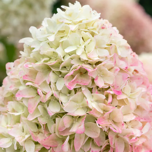 Hydrangea 'Living Summer Love'