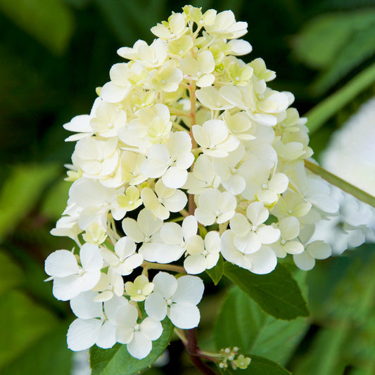 Hydrangea 'Phantom'