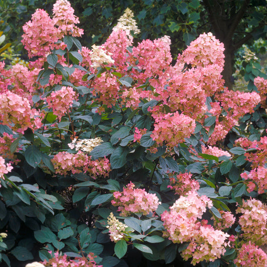 Hydrangea 'Pink Diamond'