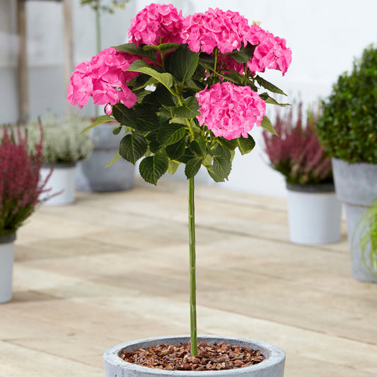 Pink Hydrangea macrophylla Patio Tree