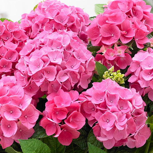 Pink Hydrangea