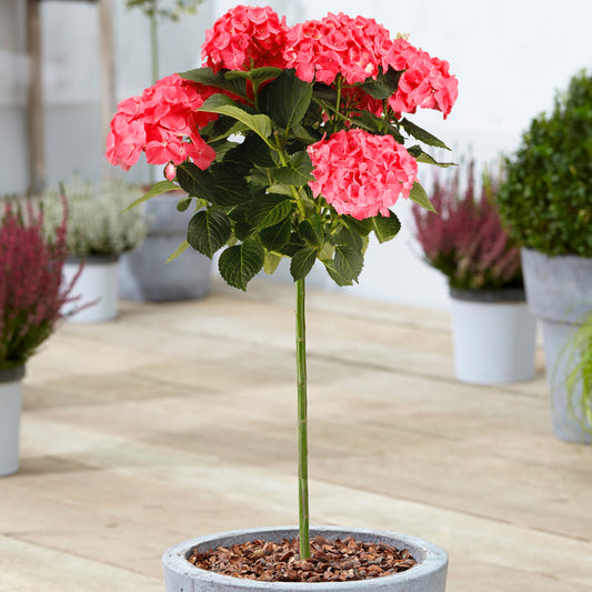 Red Hydrangea macrophylla Patio Tree