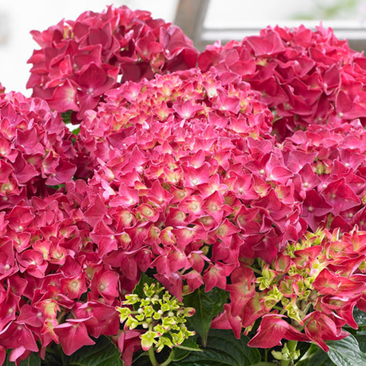 Red Hydrangea Shrub