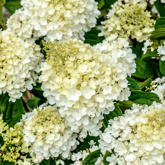 Hydrangea 'Silver Dollar'