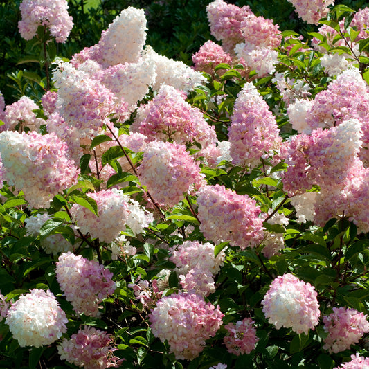 Hydrangea 'Vanille Fraise'