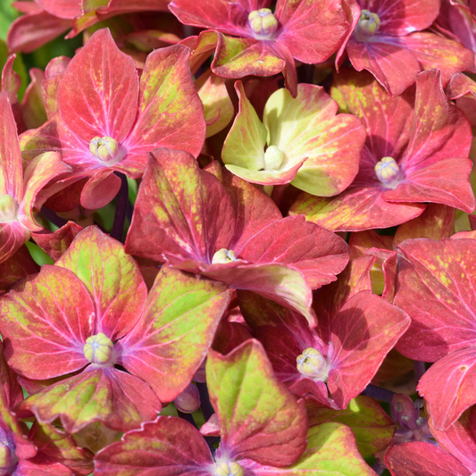 Hydrangea 'Glam Rock'