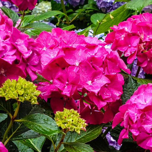 Hydrangea 'AlpenglÃ¼hen'