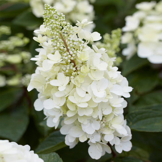 Hydrangea 'Candlelight'