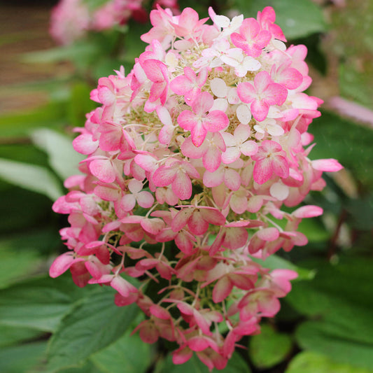 Hydrangea 'Diamond Rouge'