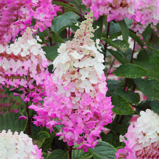 Hydrangea 'Fraise Melba'