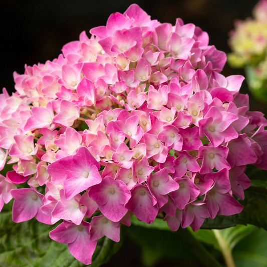 Hydrangea 'King George'