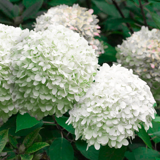 Hydrangea 'Little Alf'