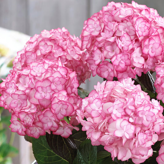 Hydrangea 'Miss Saori'