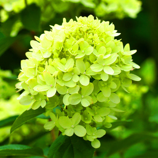 Hydrangea 'Mojo'