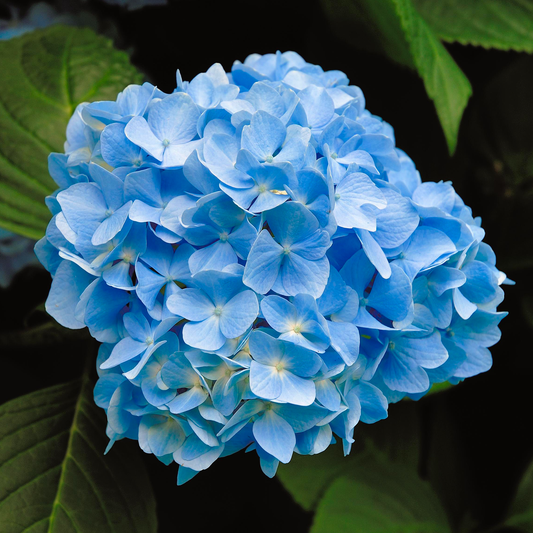 Hydrangea 'Nikko Blue'