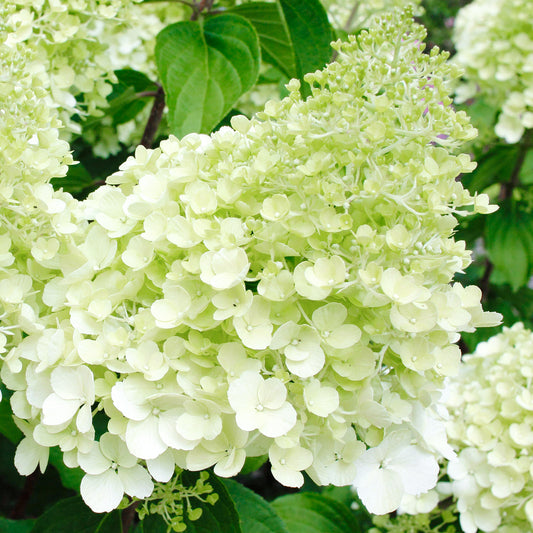 Hydrangea 'Polar Bear'