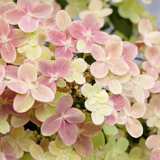 Hydrangea 'Polestar'