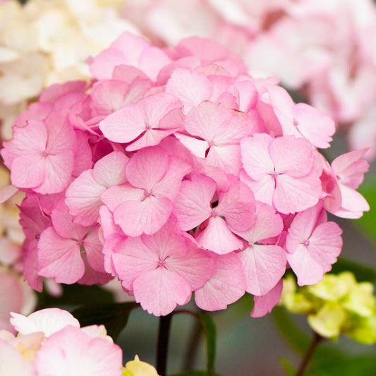 Hydrangea 'Preziosa'