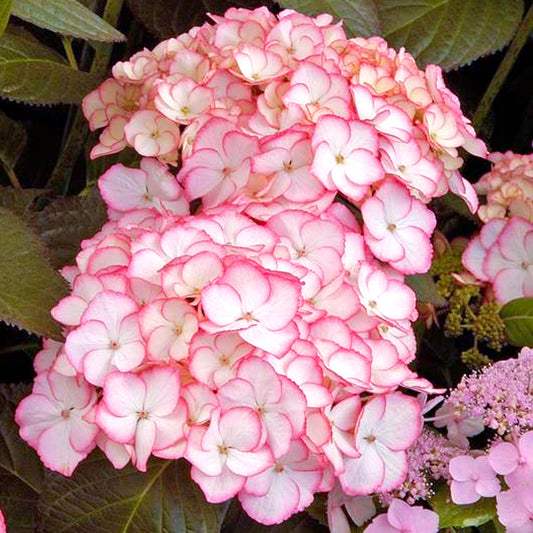 Hydrangea 'Sabrina'