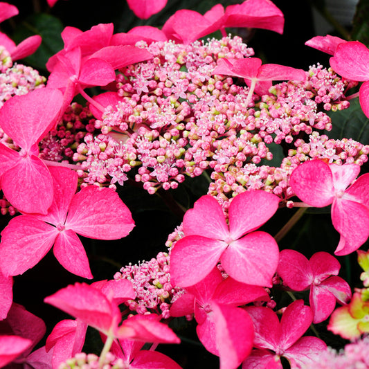 Hydrangea 'Selina'