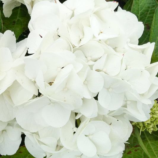 Hydrangea 'Shakira'