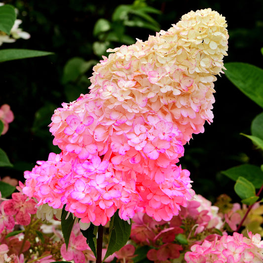 Hydrangea 'Sundae Fraise'