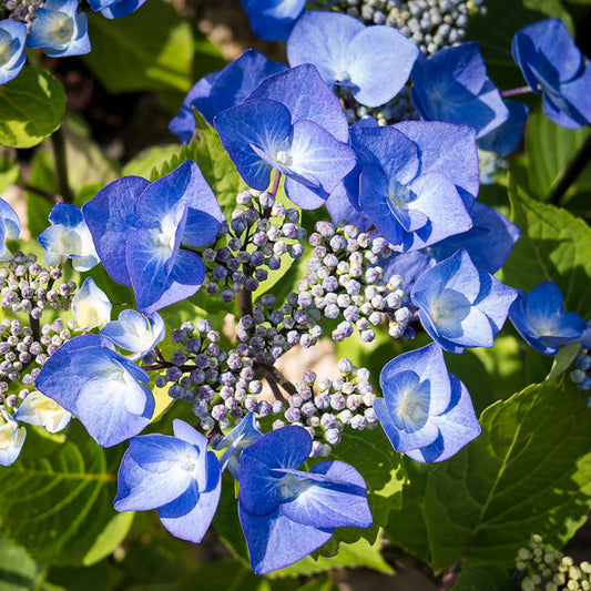 Hydrangea 'Zorro'