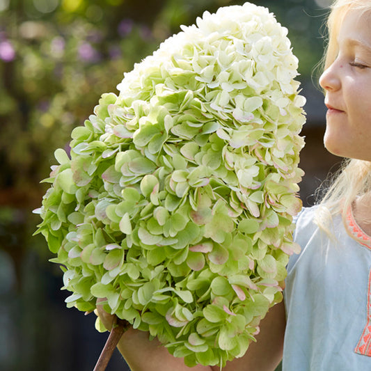 Hydrangea 'Hercules'