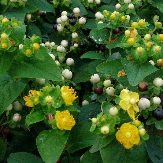 Hypericum 'Magical White'