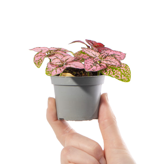 Baby Hypoestes 'Pink'