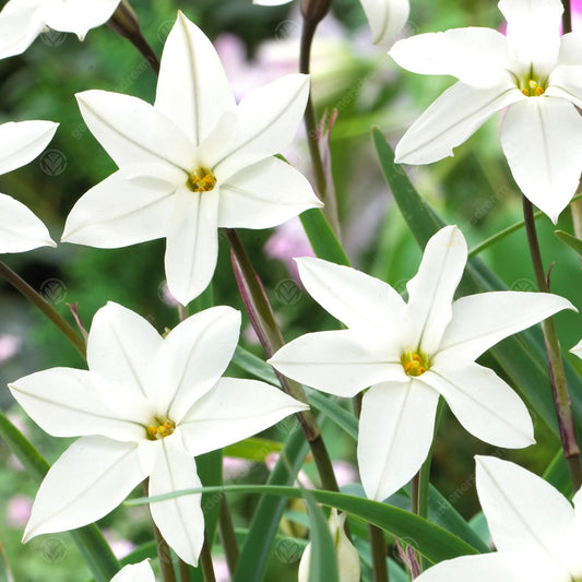 Ipheion 'Alberto Castillo'