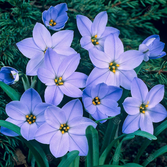 Ipheion 'Rolf Fiedler'