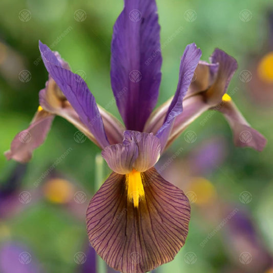 Iris 'Black Beauty'