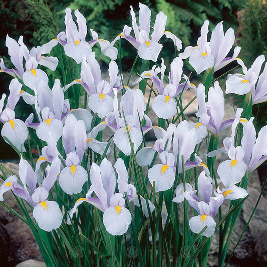 Iris 'Carmen'