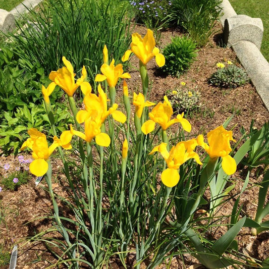 Iris 'Golden Beauty'