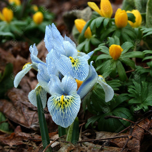 Iris 'Katharine Hodgkin'